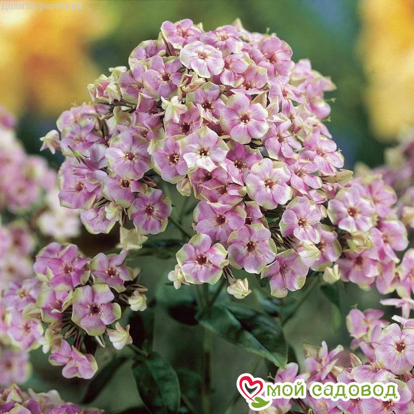 ФЛОКС МЕТЕЛЬЧАТЫЙ СТАРБЕРСТ