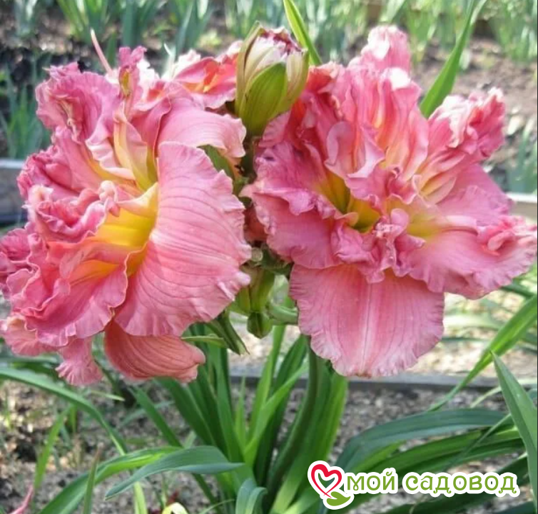 Лилейник Лейси Дойли